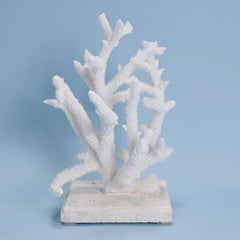 Natural Staghorn Coral Mounted on Coquina Stone