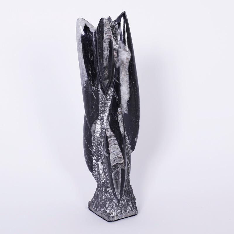 Coppia di esemplari fossili - Sculpture di Unknown