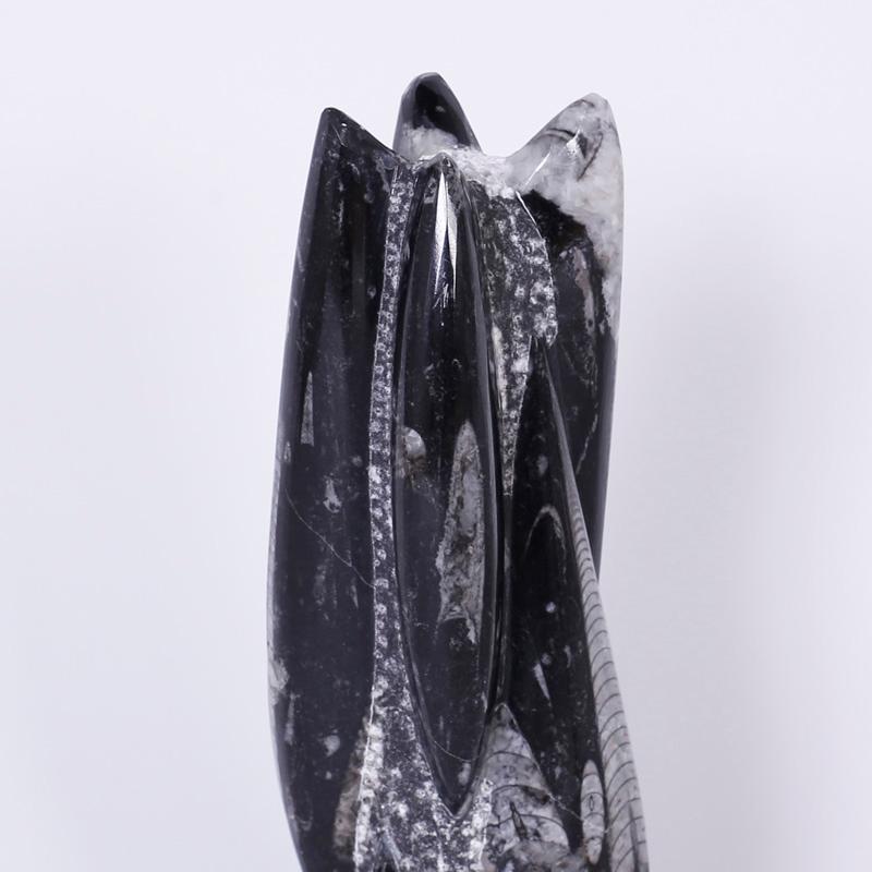 Coppia di esemplari fossili - Sculpture Astratto di Unknown