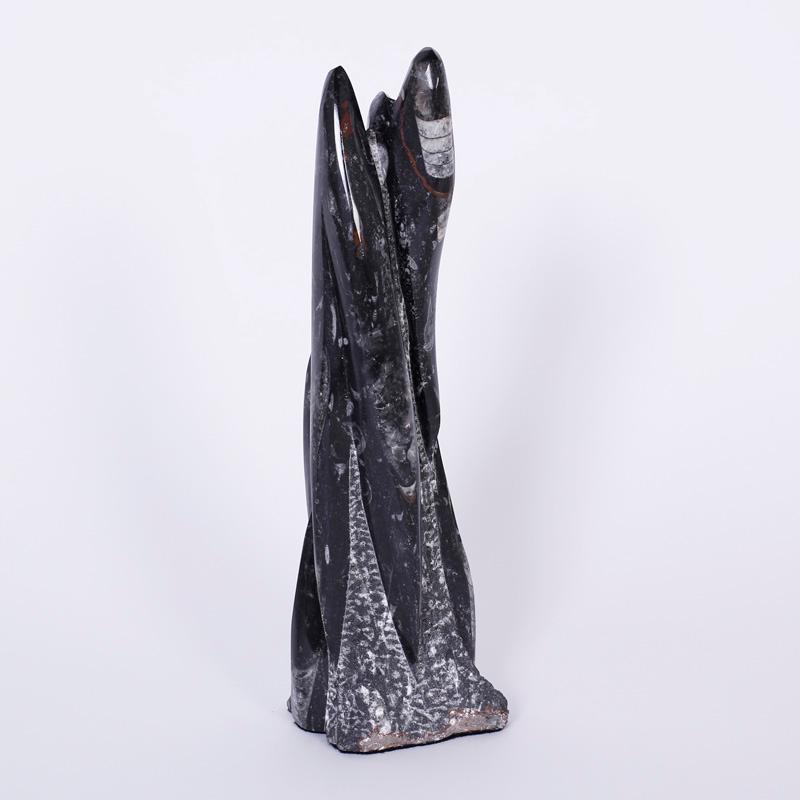 Coppia di torri di cefalopodi ortolani o esemplari fossili di calamari accuratamente tagliati dalla pietra e lucidati per rivelare queste straordinarie sculture organiche.