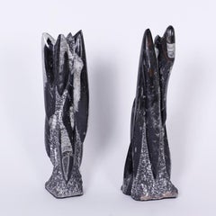Pair of Fossil Specimens