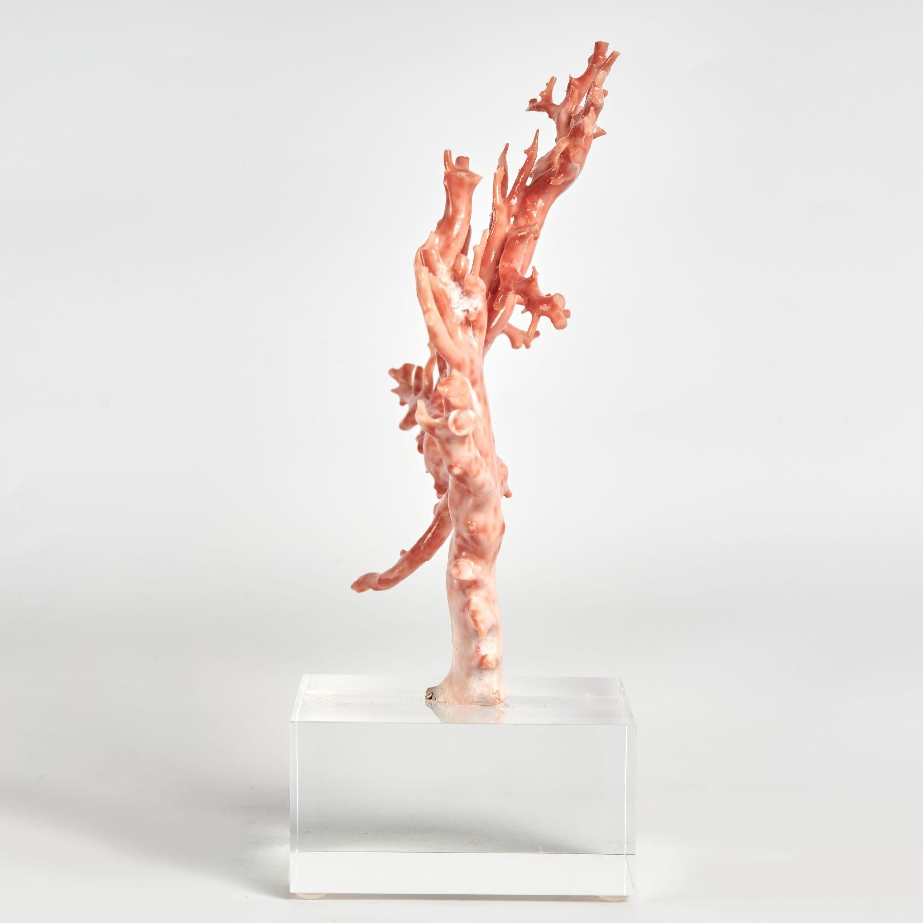 Pink Coral Specimen on Lucite Base - Gray Abstract Sculpture by Unknown