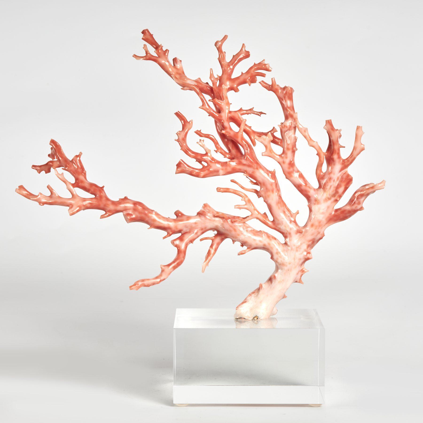 Enchanting rare pink coral specimen with its ocean inspired form and captivating color created by mother nature and presented on a lucite base to enhance the sculptural elements. This piece cannot be exported.