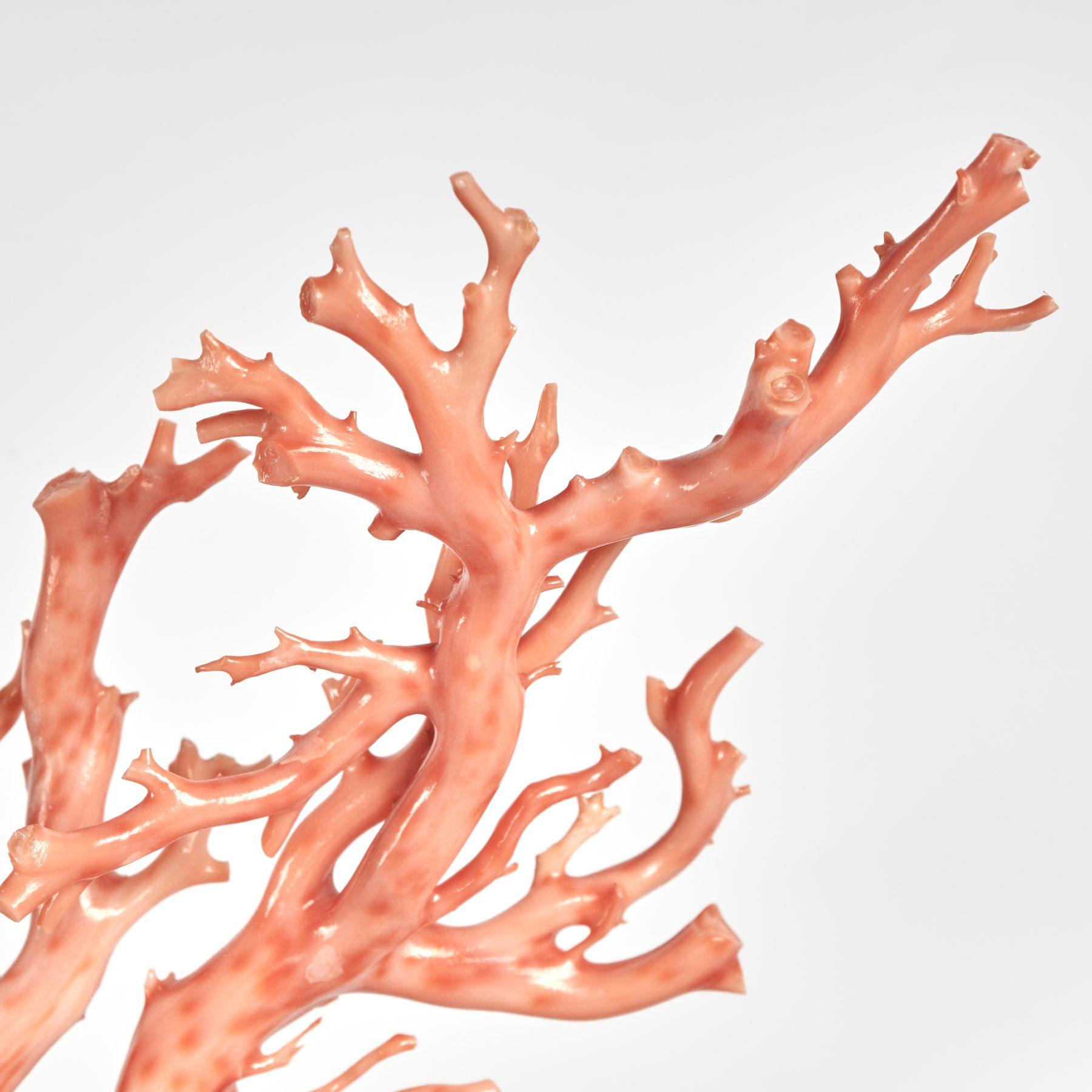Pink Coral Specimen on Lucite Base For Sale 1