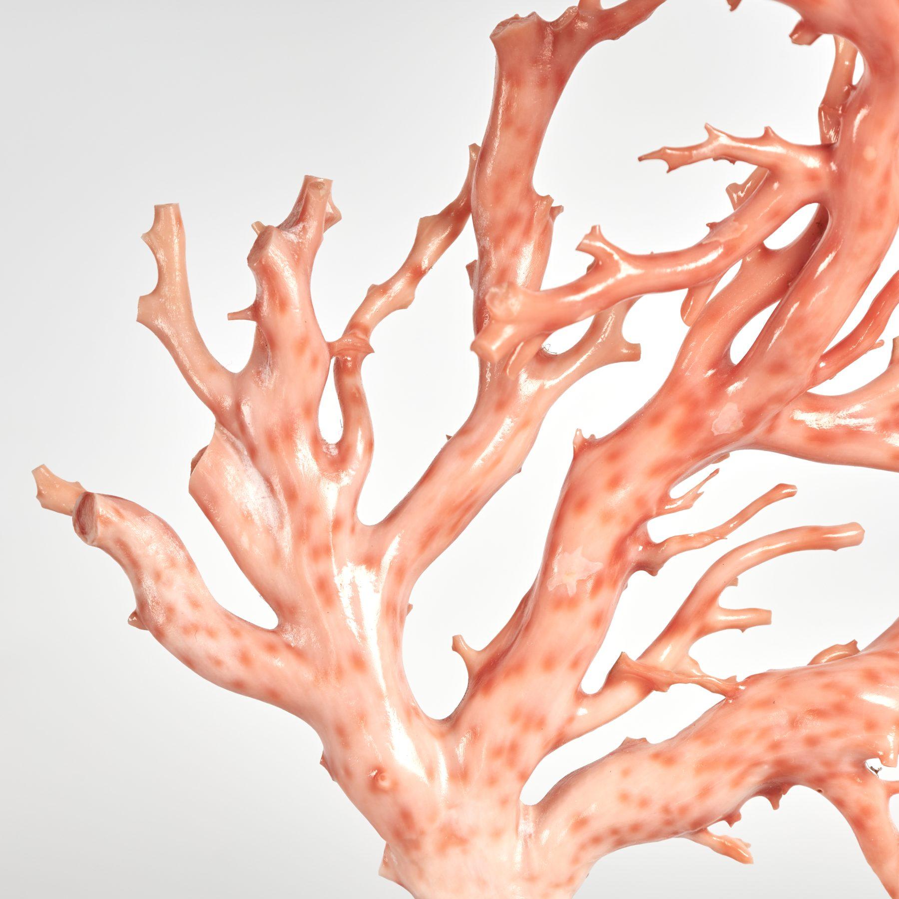 Pink Coral Specimen on Lucite Base For Sale 3