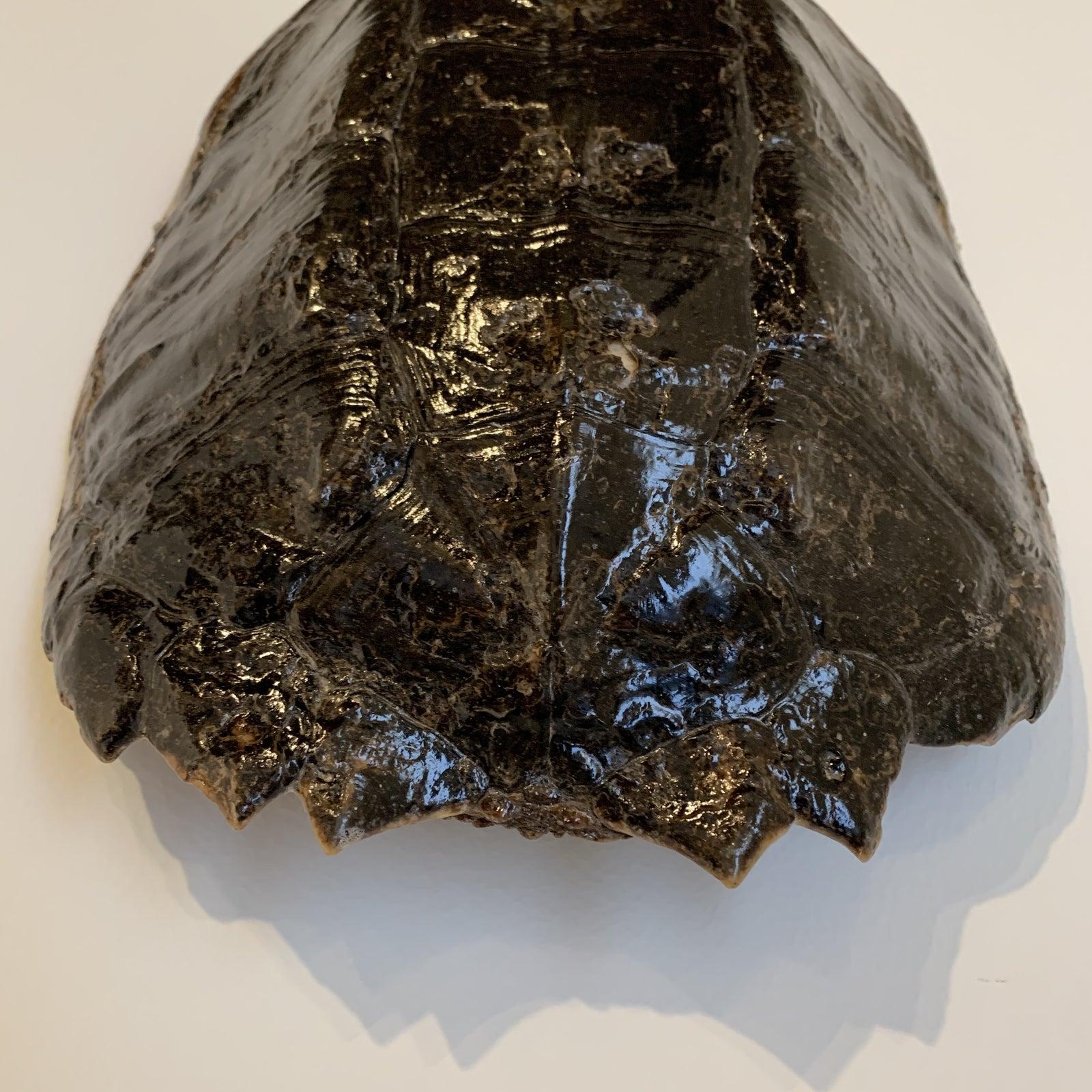 Real Turtle Shell Wall Sculpture  - Black Abstract Sculpture by Unknown