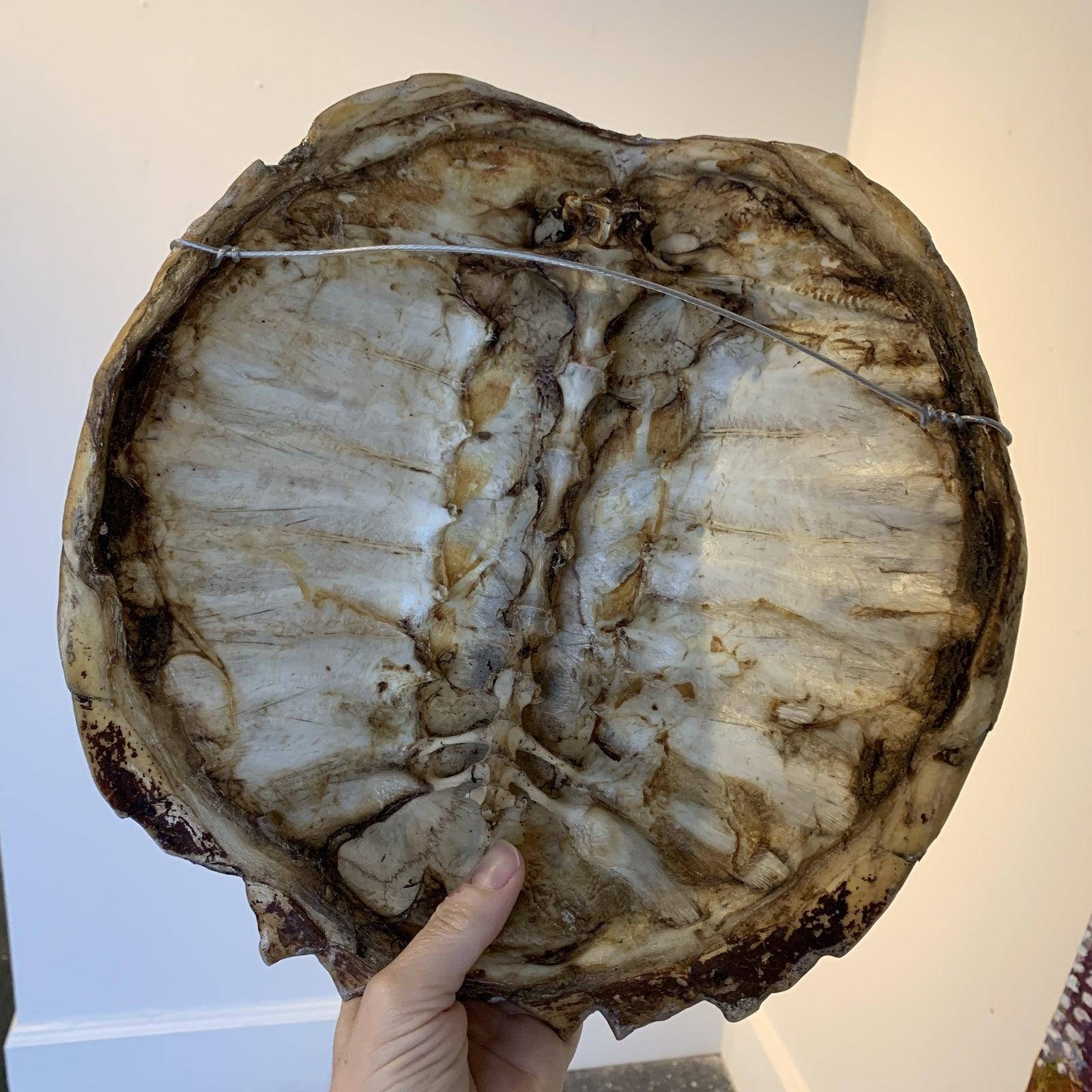 Real authentic turtle shell.
Color Dark Brown
wired for hacking or you can simply lay on a table.
Small chip less than dime size. This piece is real and has natural flaws.
Would be great on a stand however it is wired for wall hanging. 

ADAC