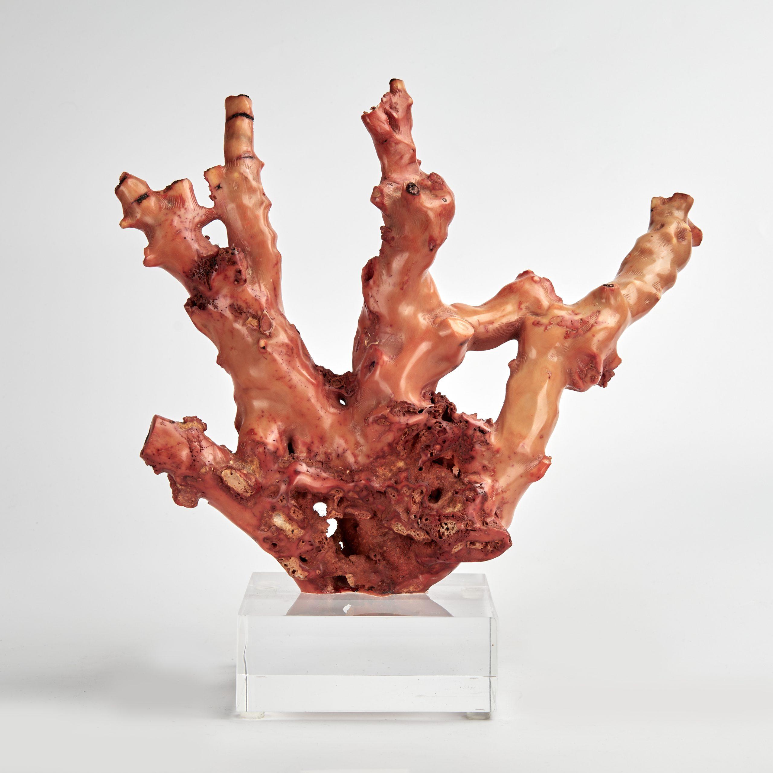 Red Coral Specimen on a Lucite Base For Sale 1
