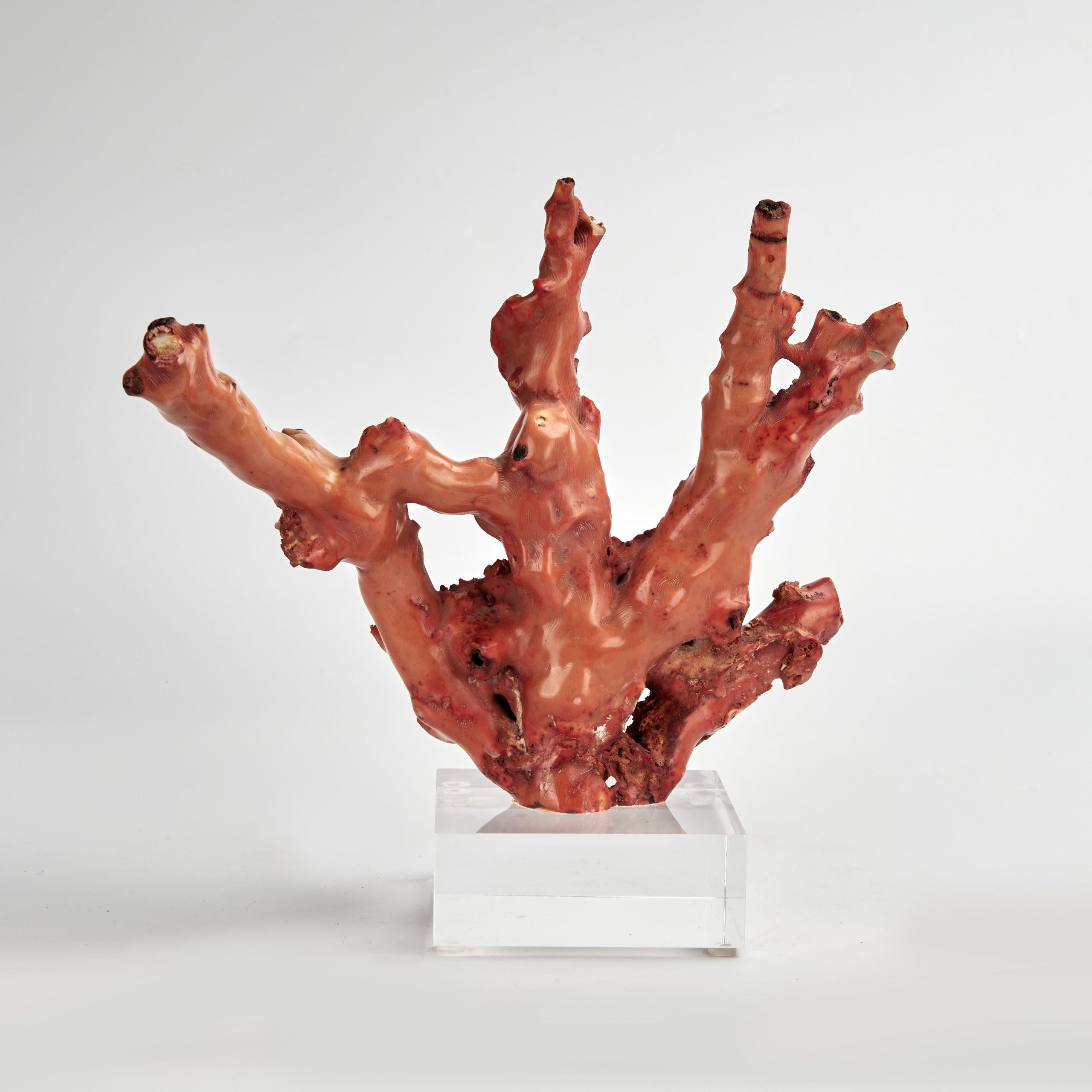 Unknown Abstract Sculpture - Red Coral Specimen on a Lucite Base