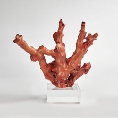 Red Coral Specimen on a Lucite Base