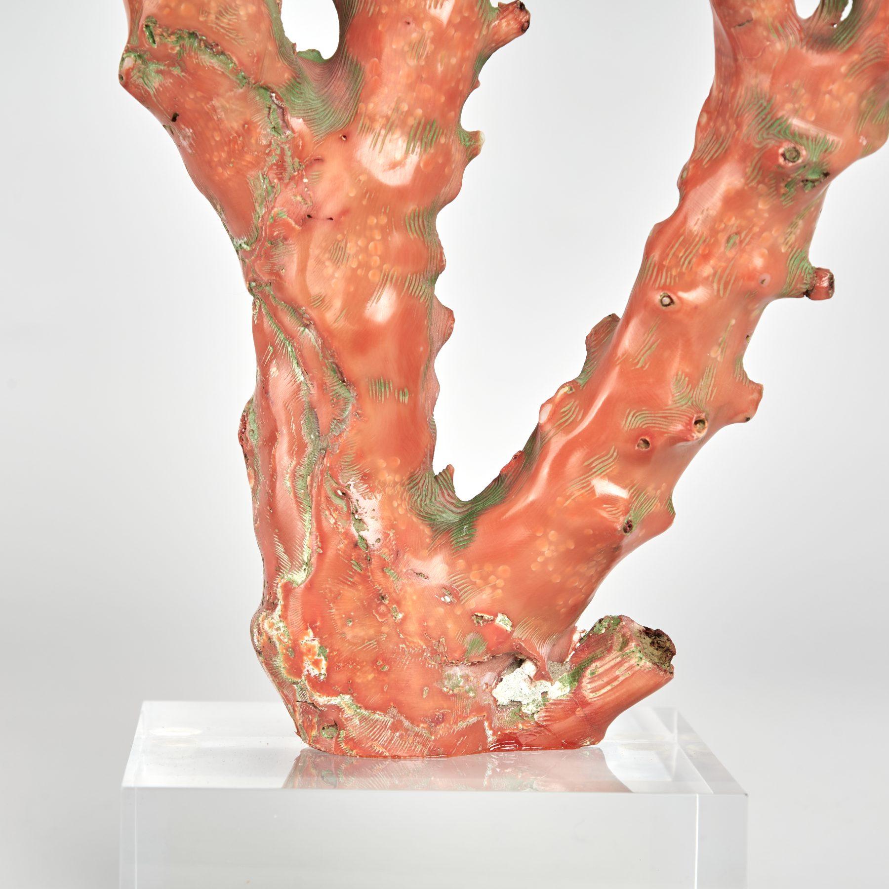 Red Coral Specimen on Lucite11.5 - Abstract Sculpture by Unknown