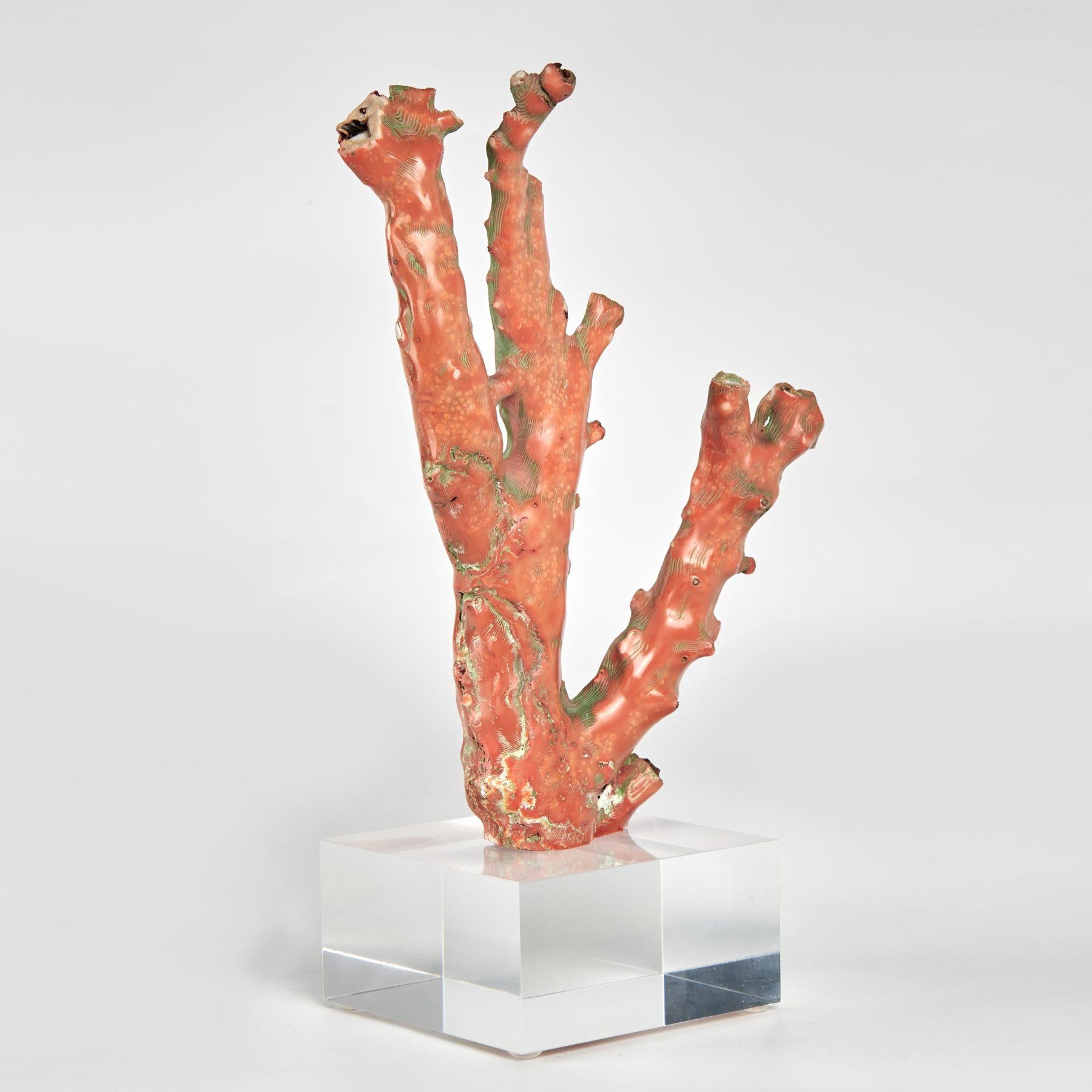 Red Coral Specimen on Lucite11.5 - Beige Abstract Sculpture by Unknown