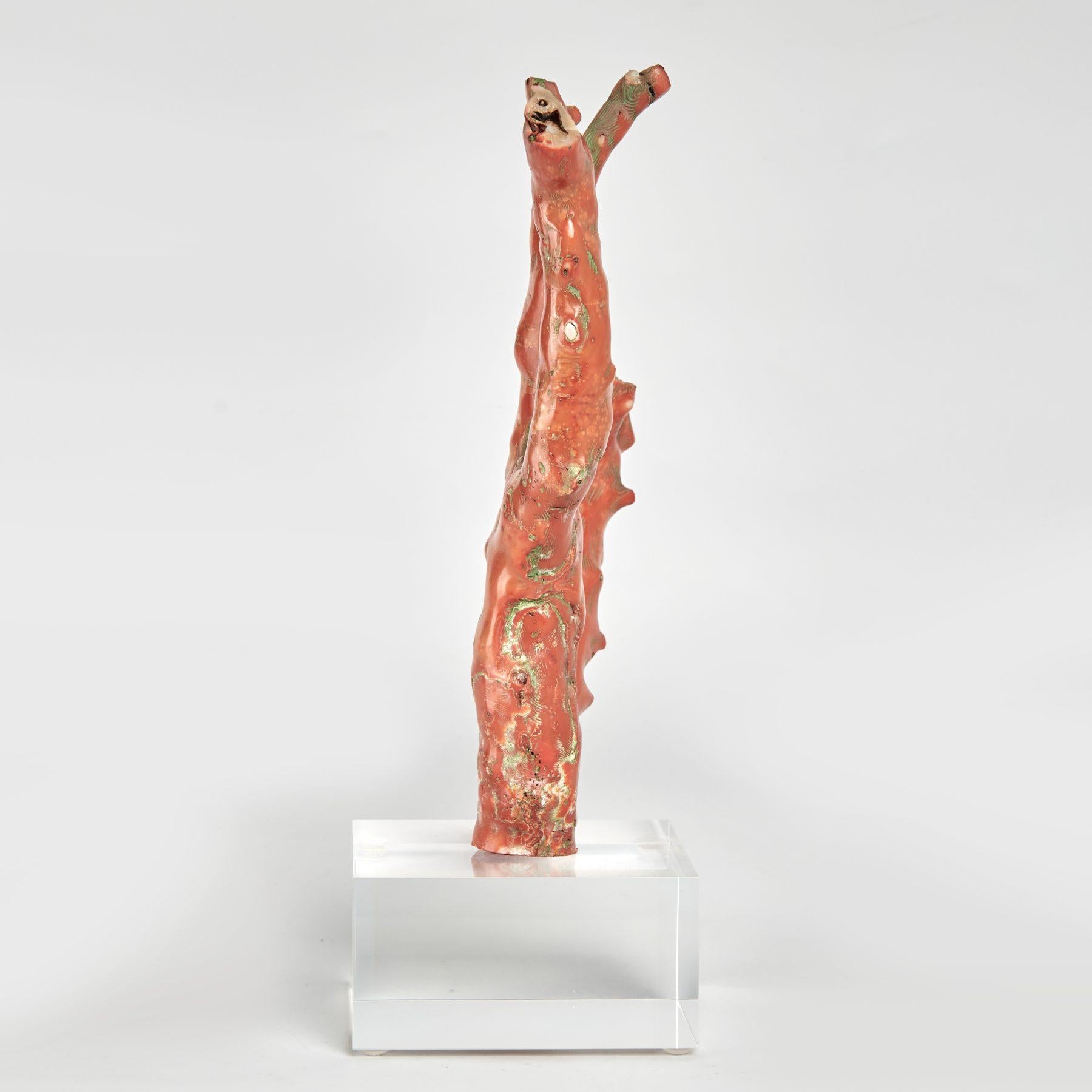 Lofty red coral specimen with its distinctive sea inspired form and alluring color, created by mother nature and presented on a lucite base to enhance the sculptural elements. 