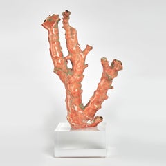 Red Coral Specimen on Lucite11.5