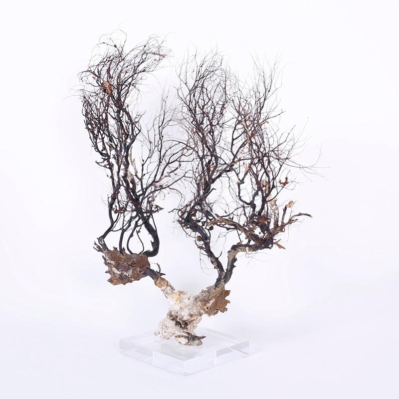Sea Whip Specimen on Lucite - Sculpture by Unknown