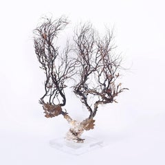 Sea Whip Specimen on Lucite