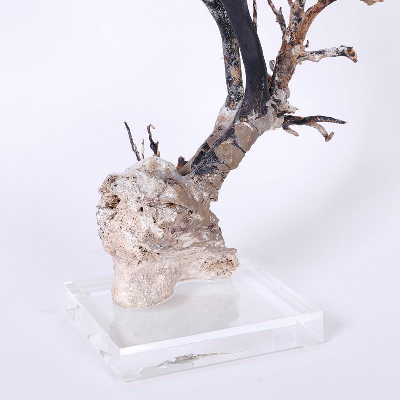 Sea Whip Specimen on Lucite - Abstract Sculpture by Unknown