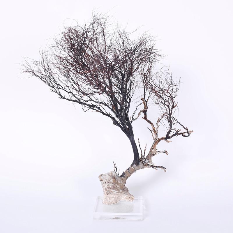 Unknown Abstract Sculpture - Sea Whip Specimen on Lucite