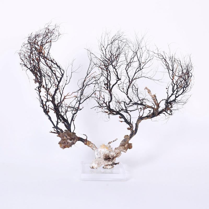 Sea Whip Specimen on Lucite