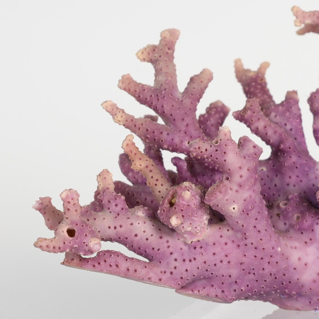 Specimen of Purple Coral on Lucite For Sale 1