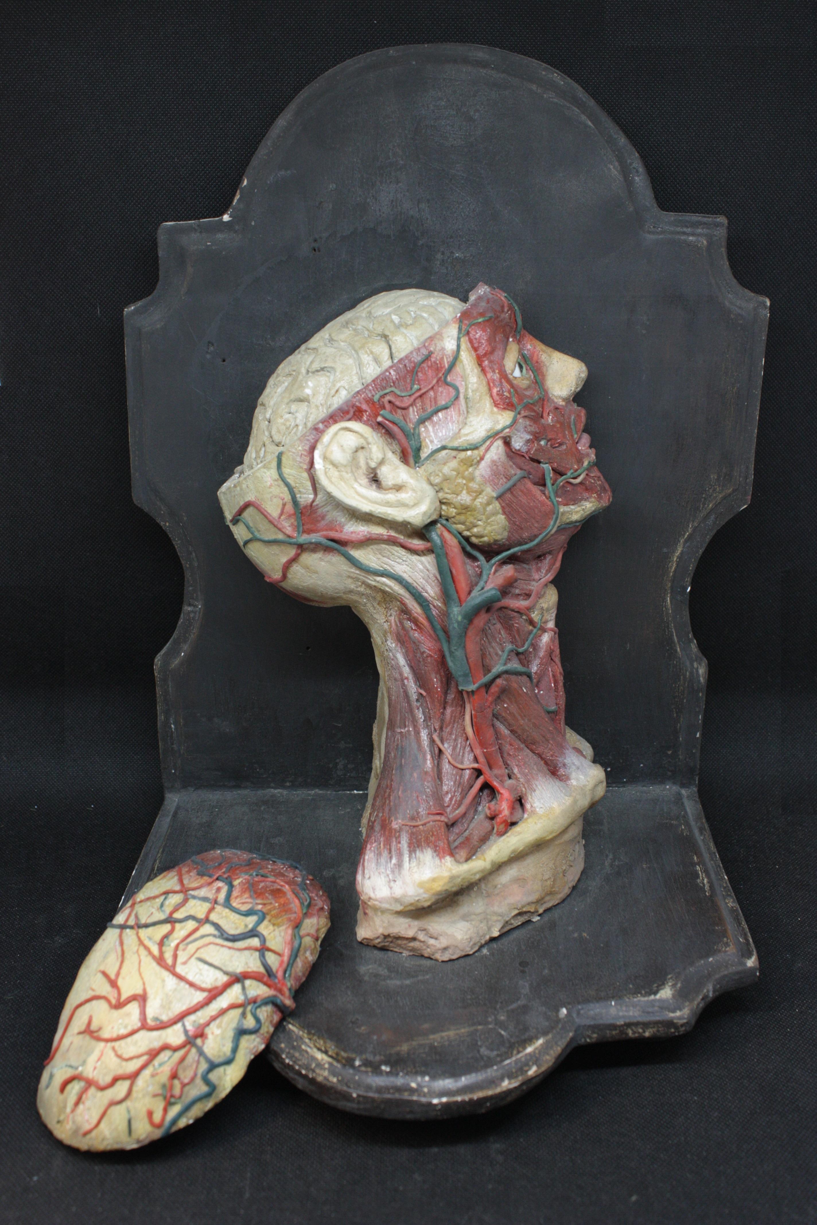 TESTA - MODELLO ANATOMICO IN STUCCO E CERA - Figurative Sculpture Black di Unknown