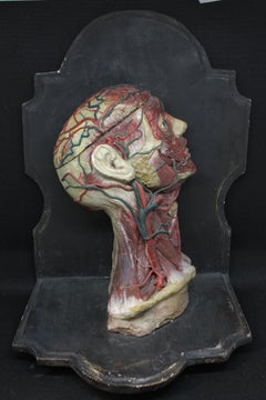 HEAD - STUCCO AND WAX ANATOMICAL MODEL
