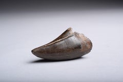 Tyrannosaurus Rex Tooth