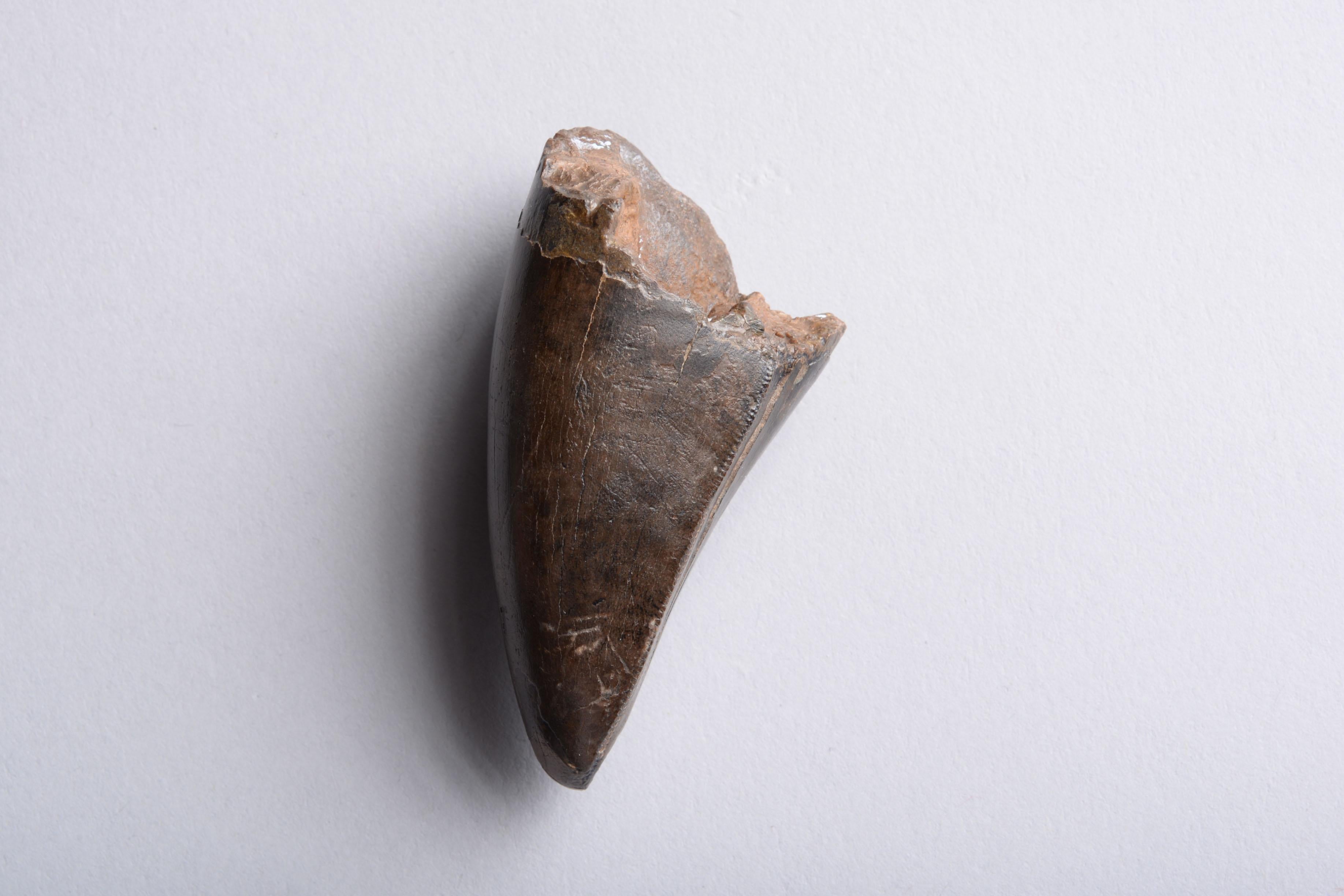 Tyrannosaurus Rex Tooth - Gray Abstract Sculpture by Unknown