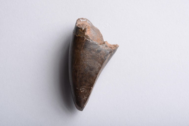 Unknown - Tyrannosaurus Rex Tooth at 1stDibs