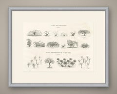 Unstaked and Tree-Trained Vines, Antique French Viticulture Print