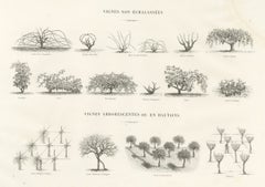 Unstaked and Tree-Trained Vines, Antique French Viticulture Print