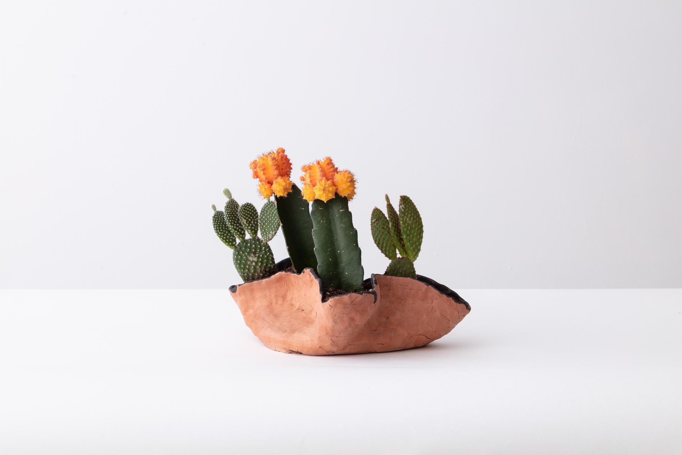Modern Untitled Handmade Clay Planter with Cacti Assortment Unique Edition