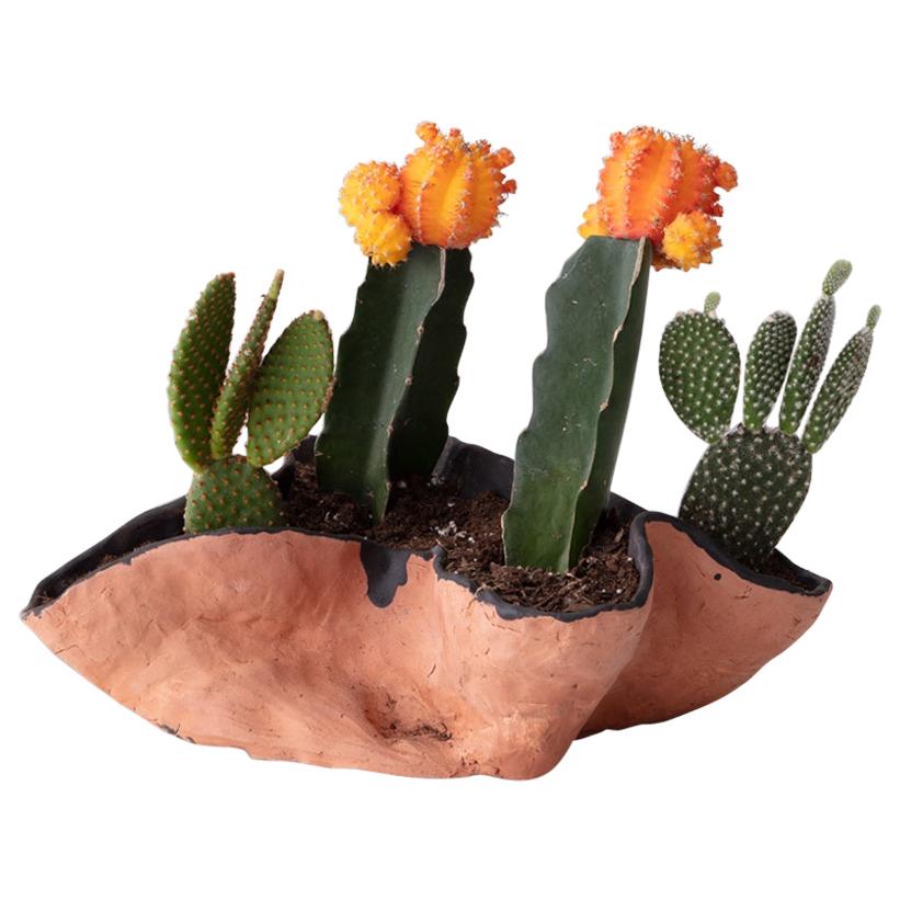 Untitled Handmade Clay Planter with Cacti Assortment Unique Edition