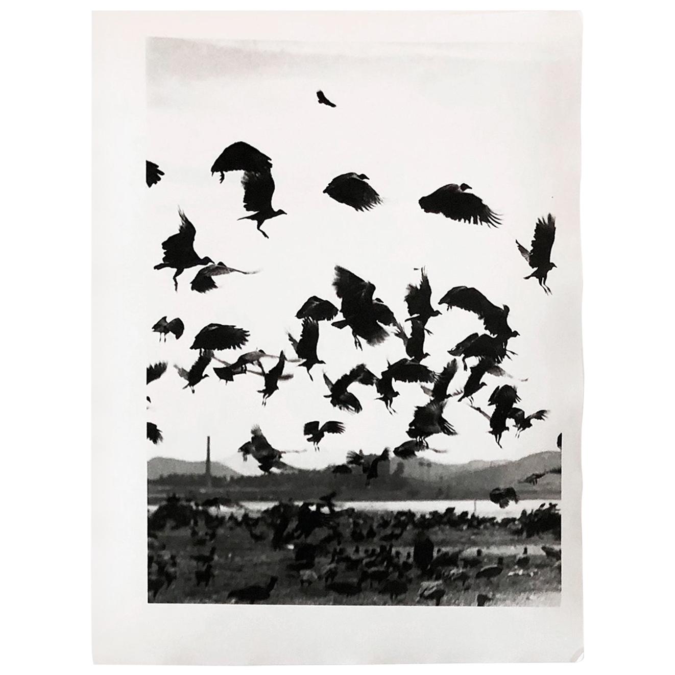 Early Peter Beard Gelatin Silver Print at 1stDibs