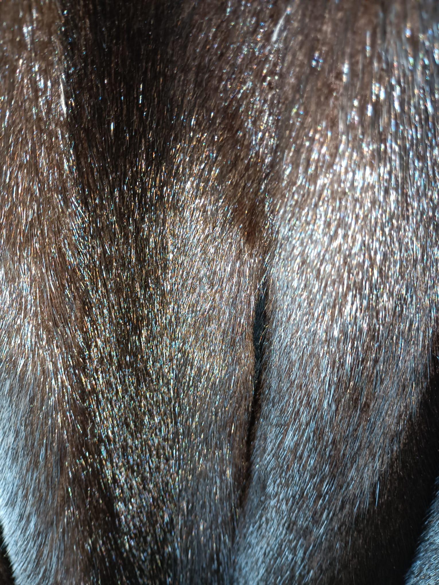***** mink fur coat with a hood size 12 9