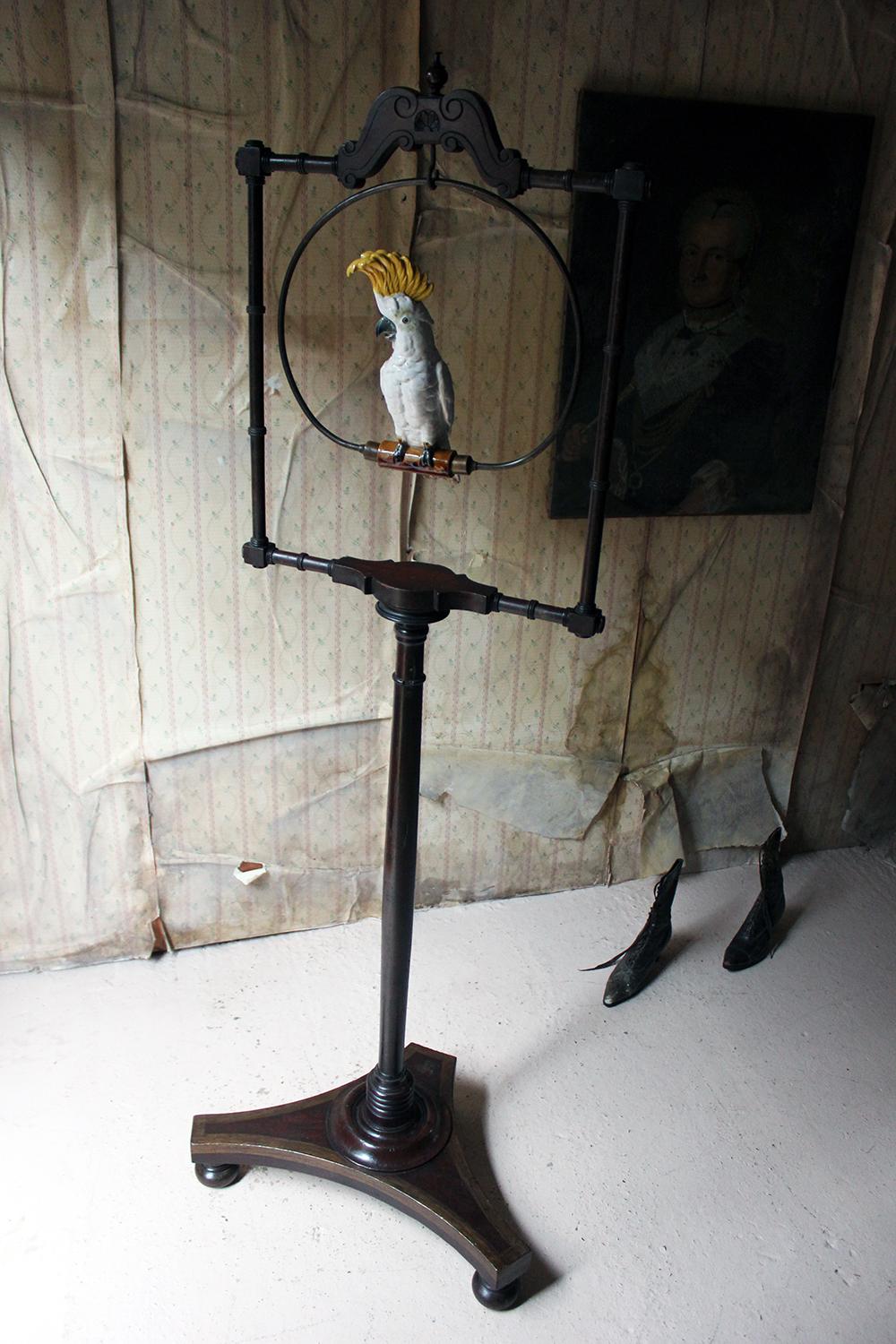 Unusual Regency & Later Mahogany Bird Perch Stand with Porcelain Cockatoo 13