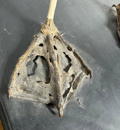 Unusual SWAN Skeleton, anatomy, Niagara Falls Museum