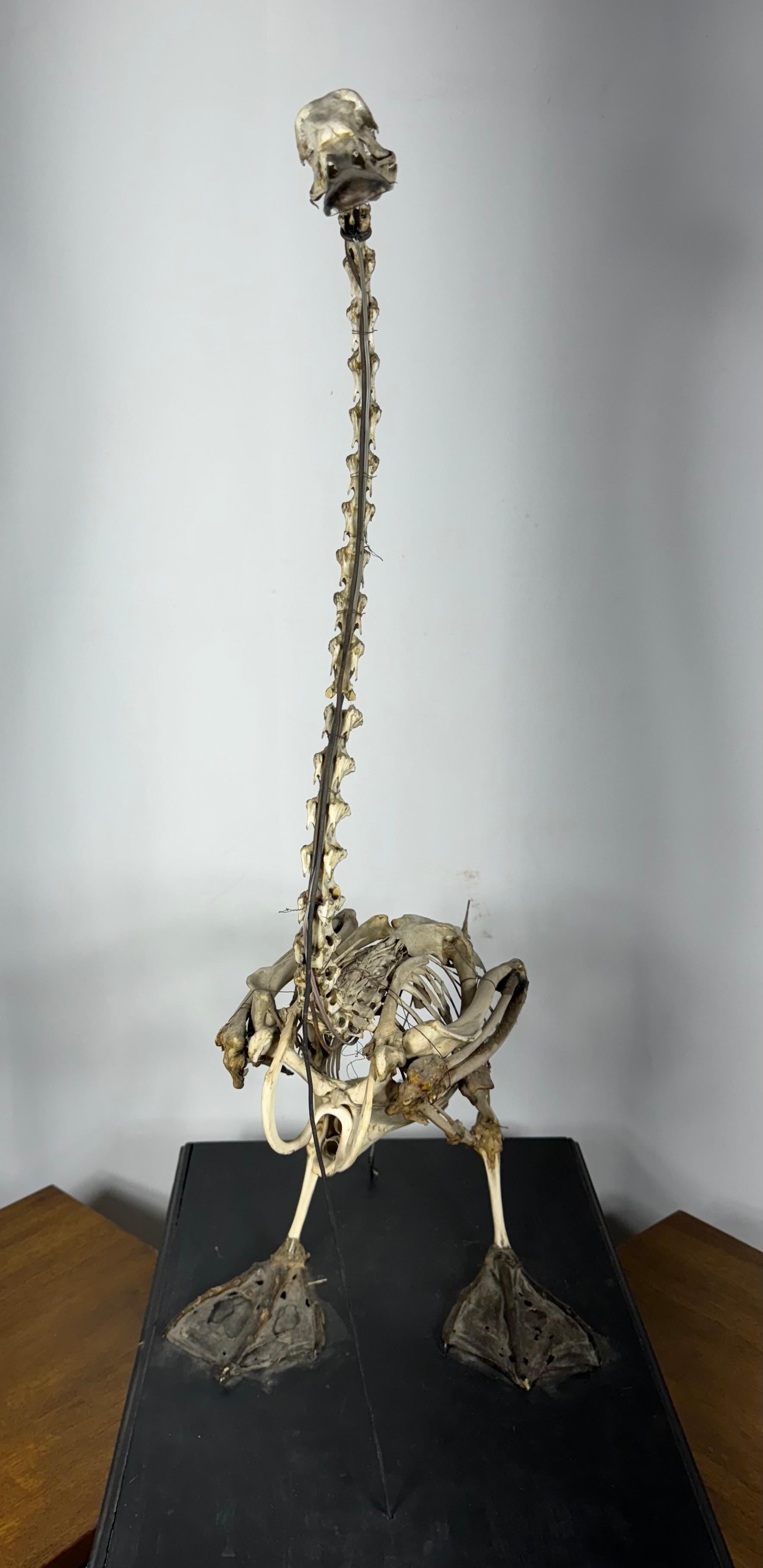 goose skeleton anatomy