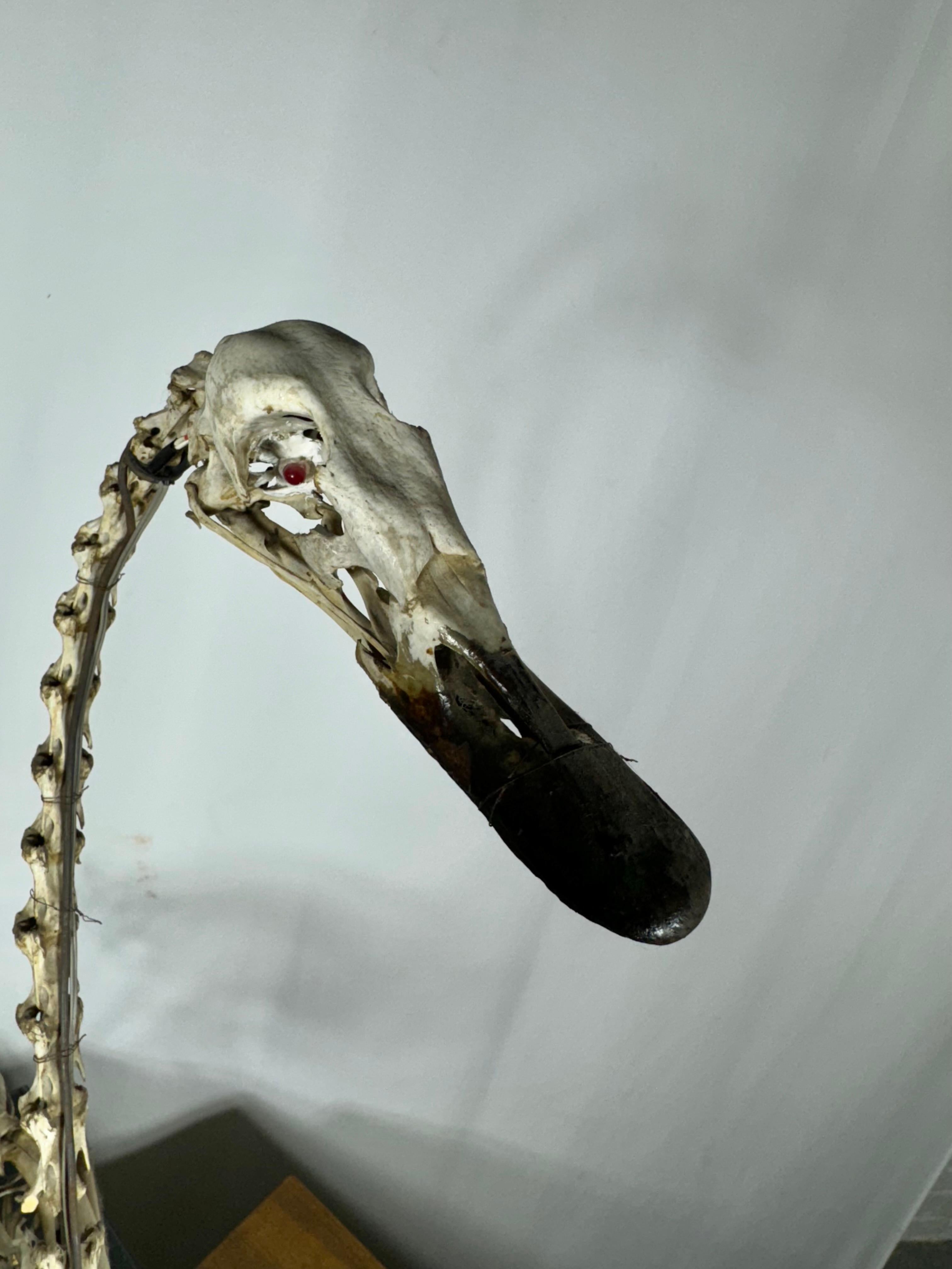 swan anatomy