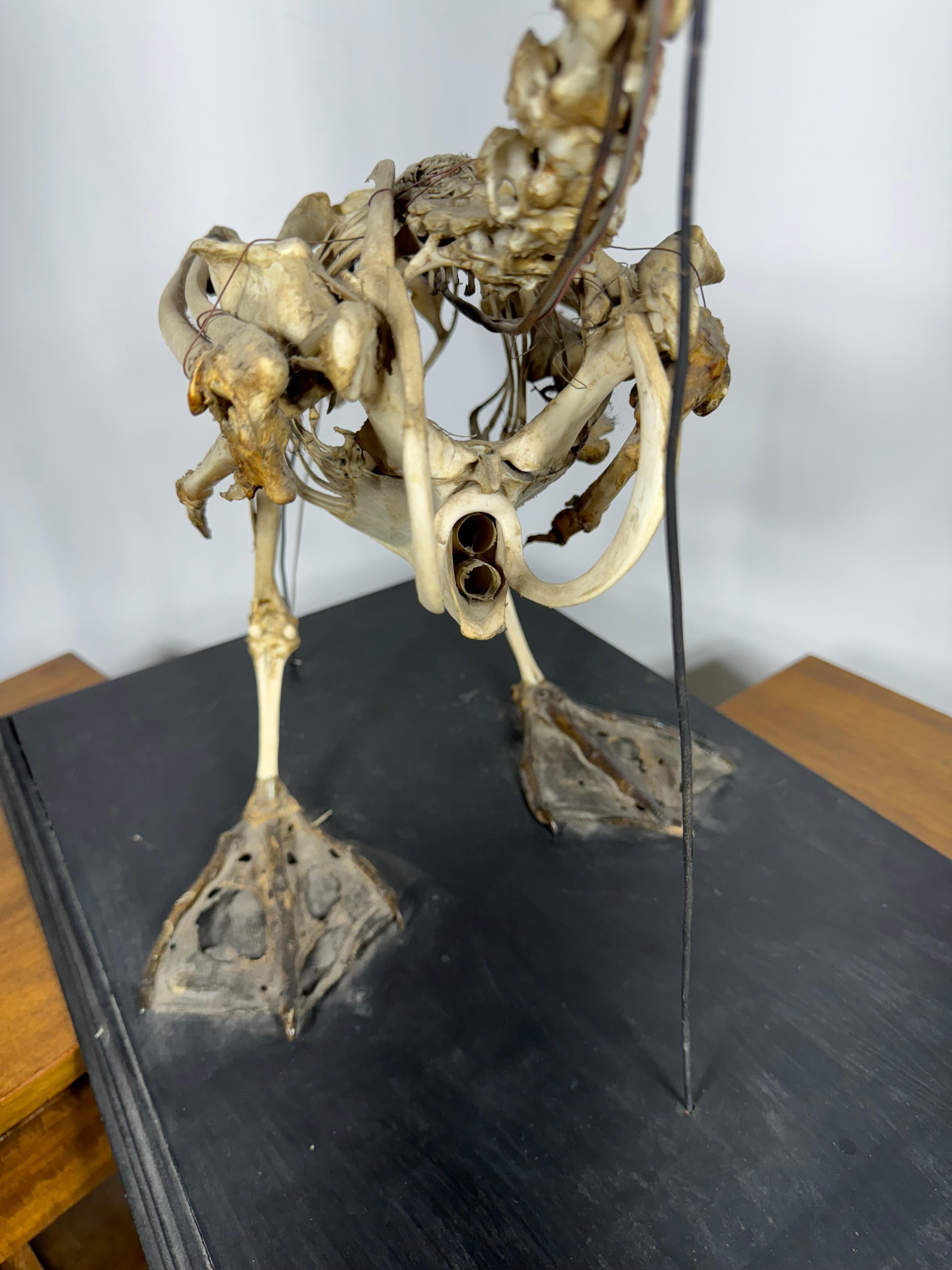 basset hound skeleton