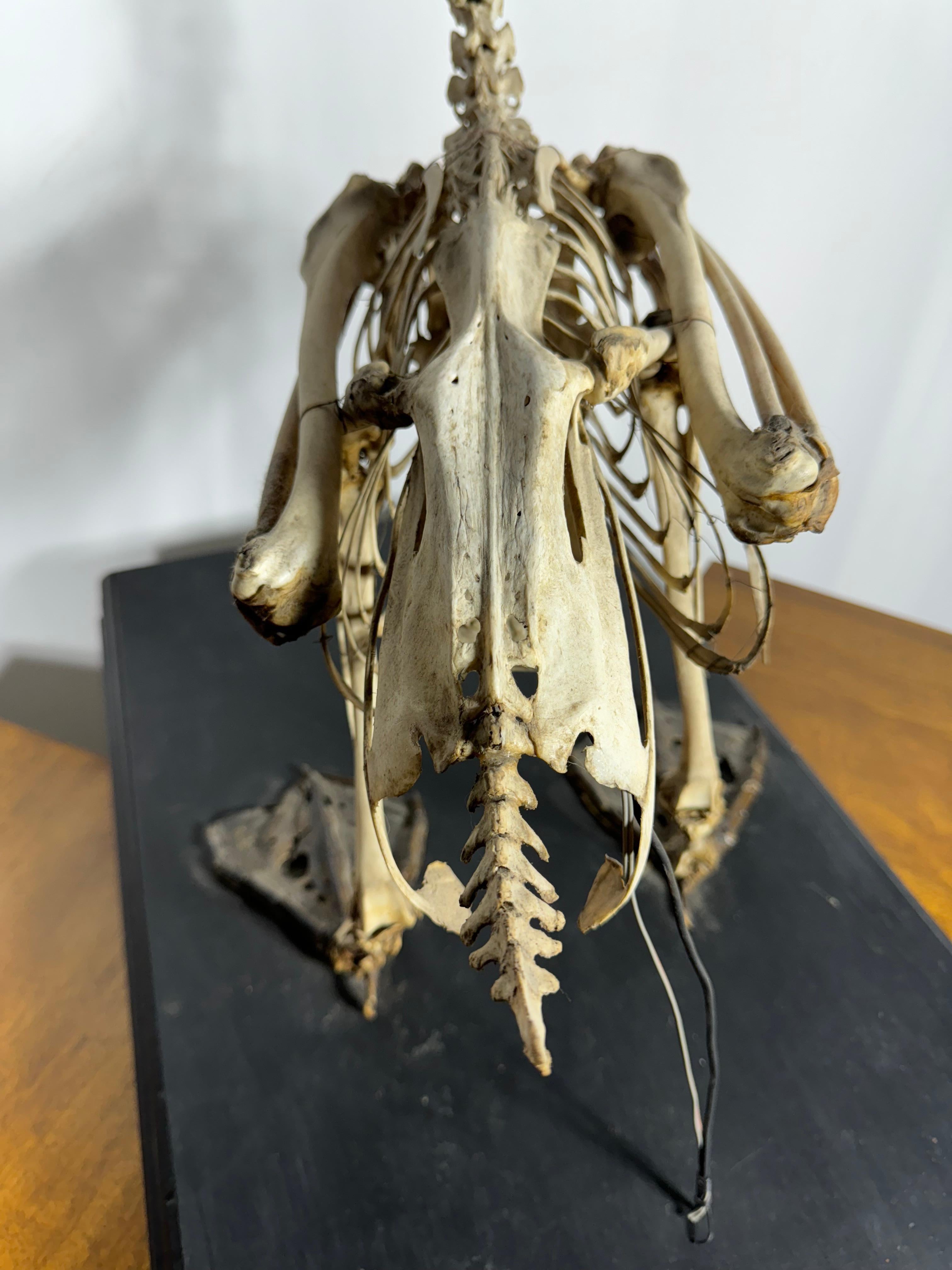 Unknown Unusual SWAN Skeleton, anatomy, Niagara Falls Museum