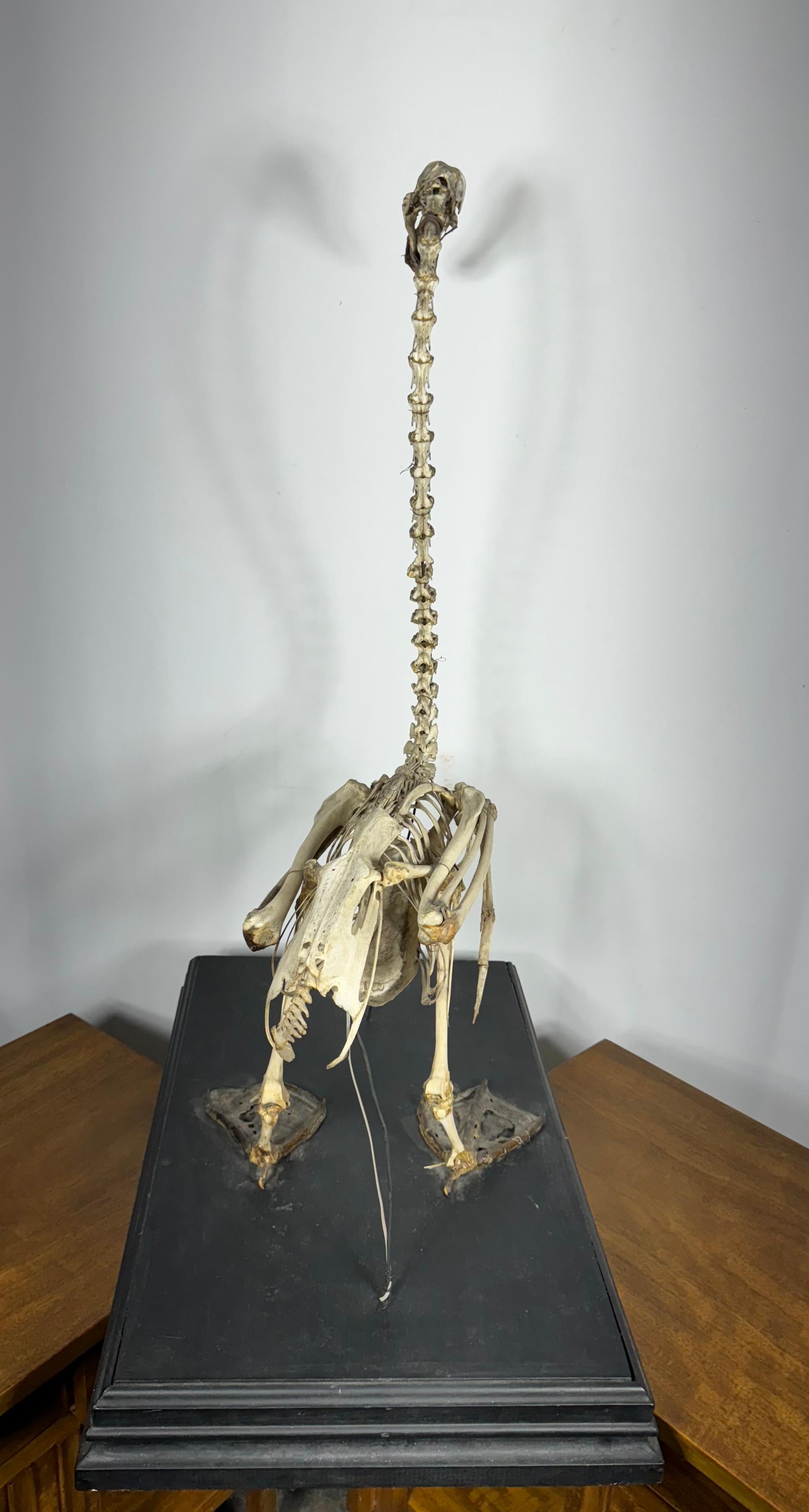 Hand-Crafted Unusual SWAN Skeleton, anatomy, Niagara Falls Museum