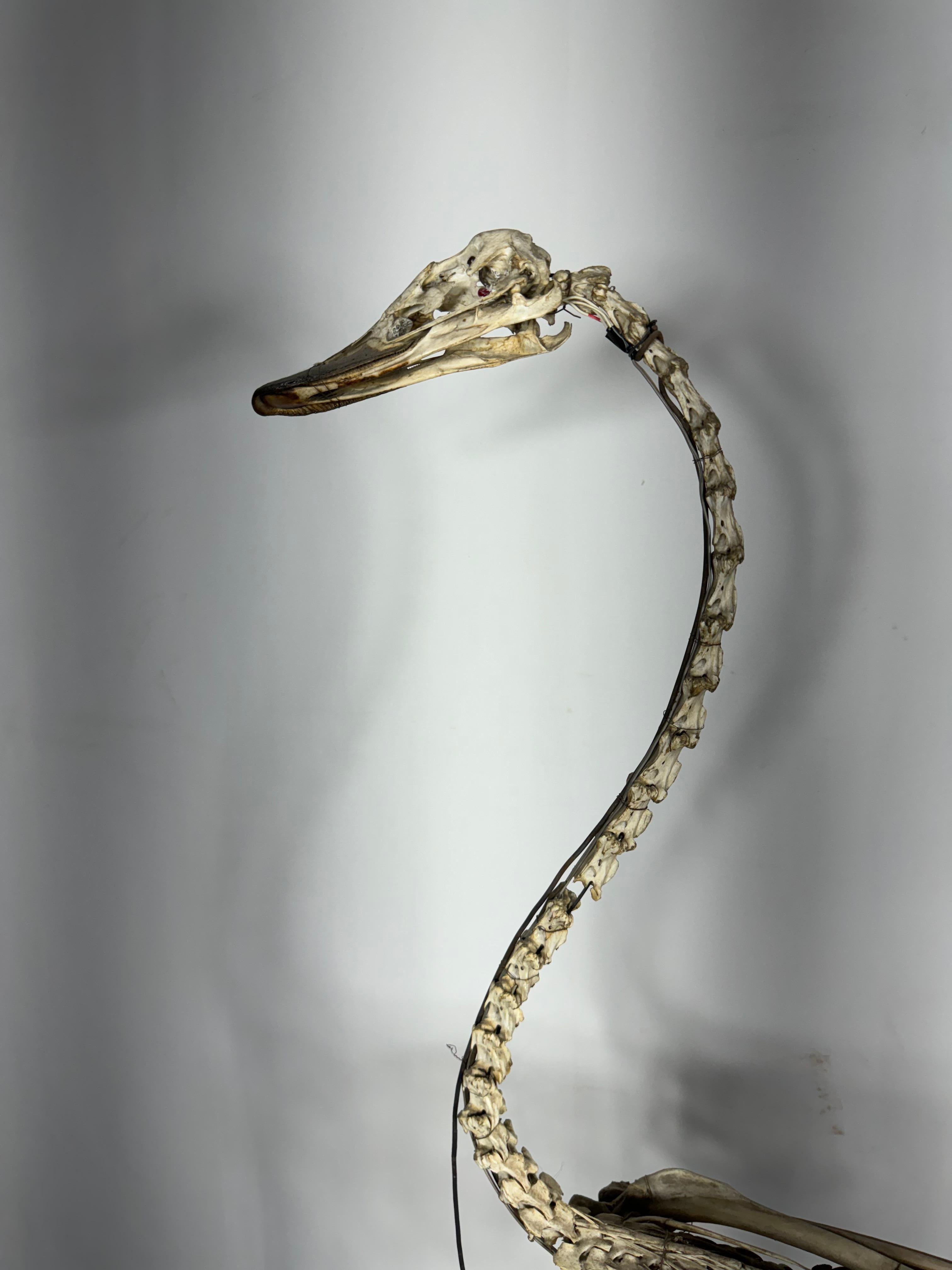 Unusual SWAN Skeleton, anatomy, Niagara Falls Museum In Good Condition In Buffalo, NY