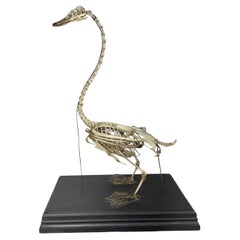 Used Unusual SWAN Skeleton, anatomy, Niagara Falls Museum