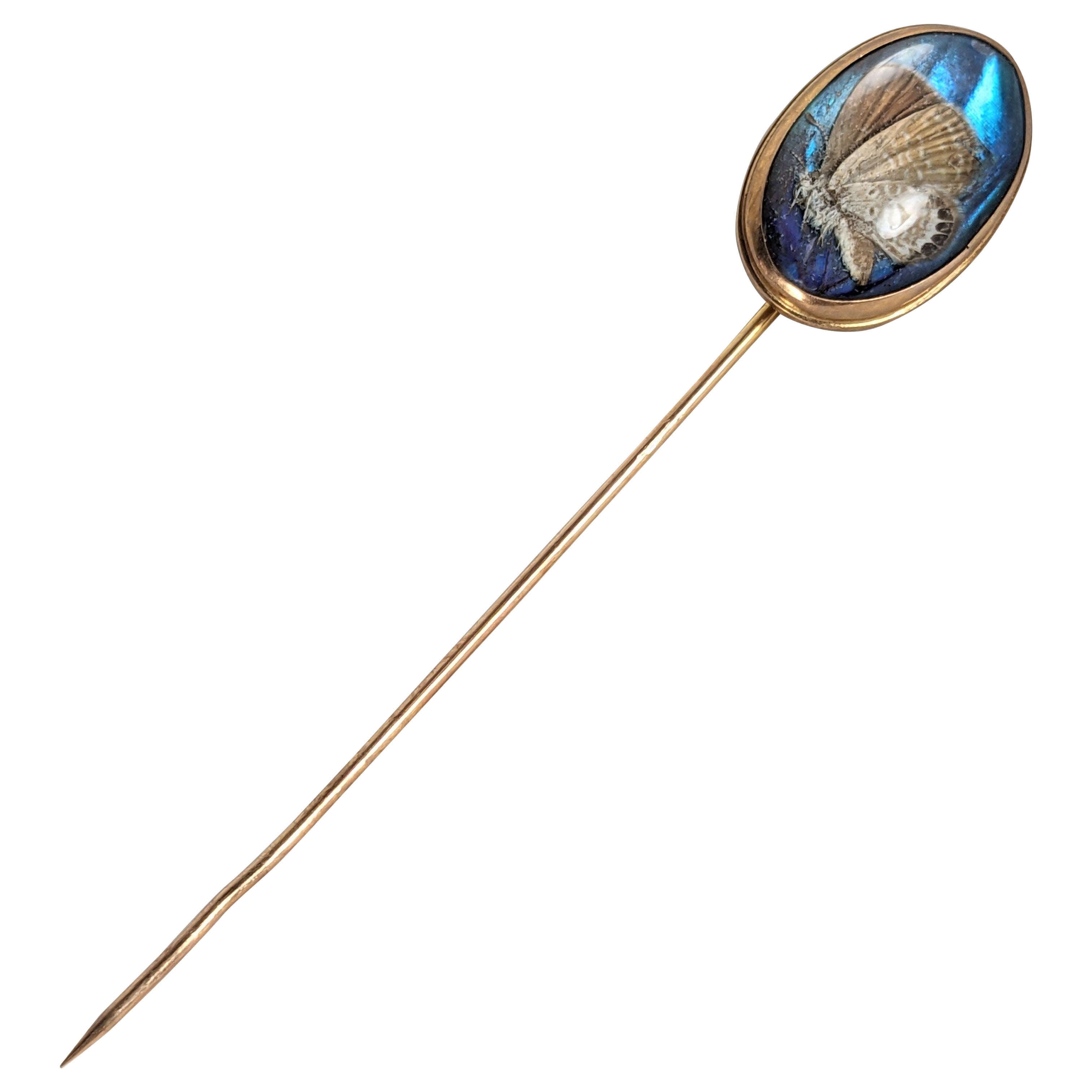 Insólita chincheta victoriana con forma de ala de mariposa