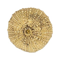 Urchin OC2016  Cabinet Hardware  Drawer Handle