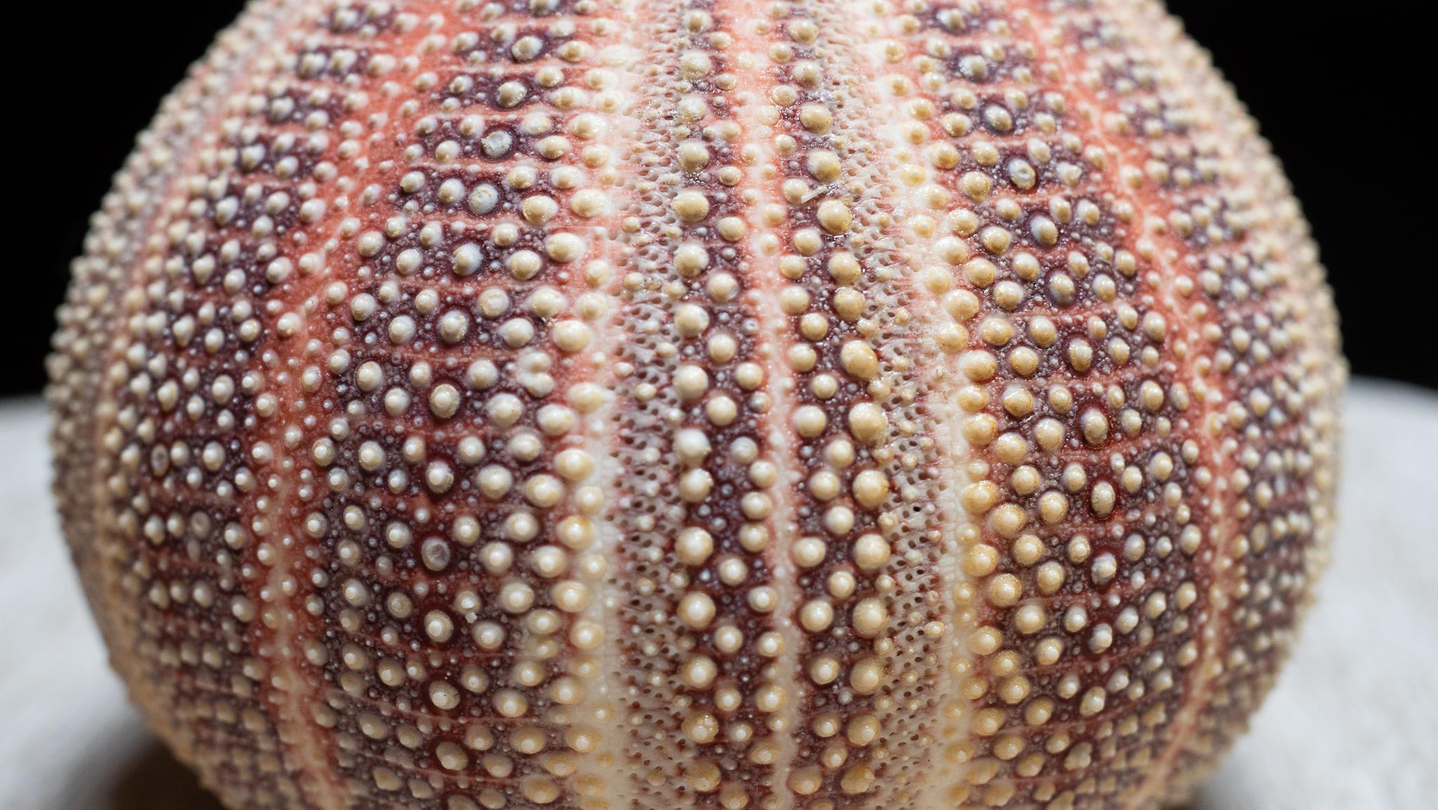 Contemporary Sea Urchin Penholder with Sterling Silver Interior