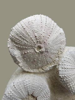 Fósiles de erizos : Tripneustes Parkinsoni, de Francia, -20 millones de años