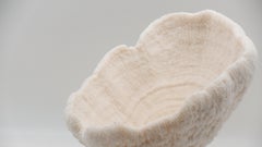 Urn Coral Mounted