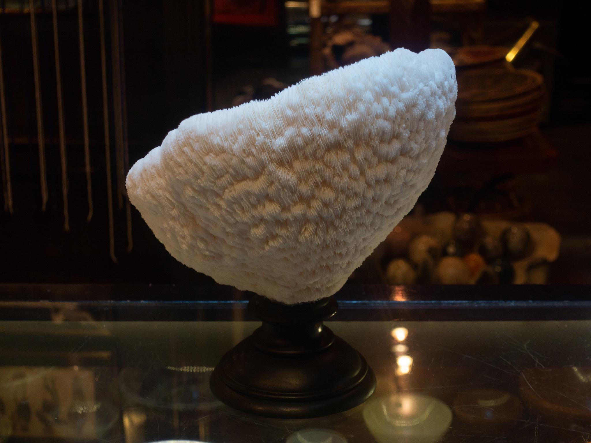 Urn Coral Mounted In Excellent Condition In New York, NY